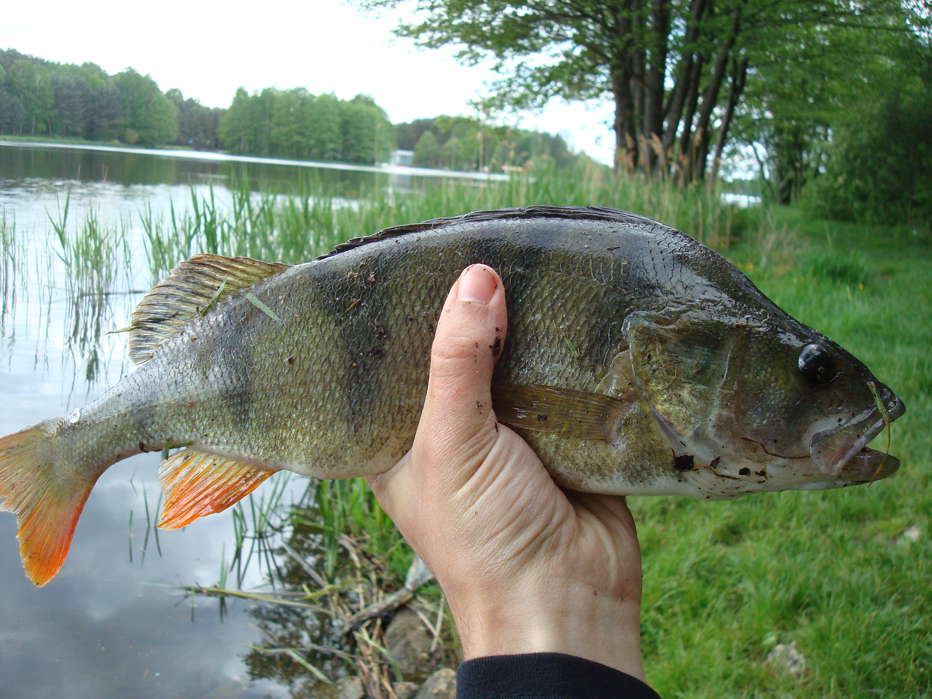 Okoń 39cm